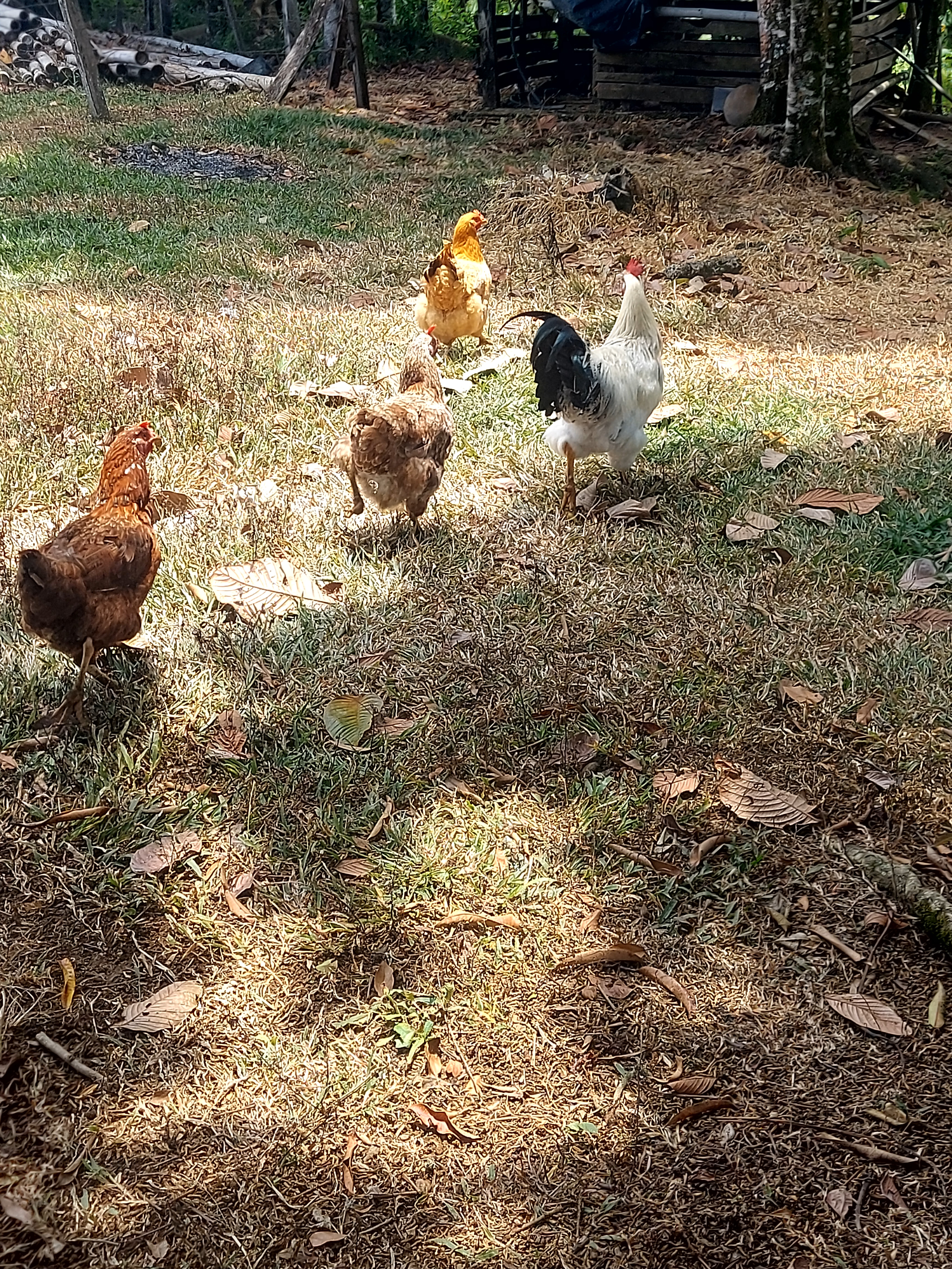 Finca en Venta - Sonsón, Antioquia - 18