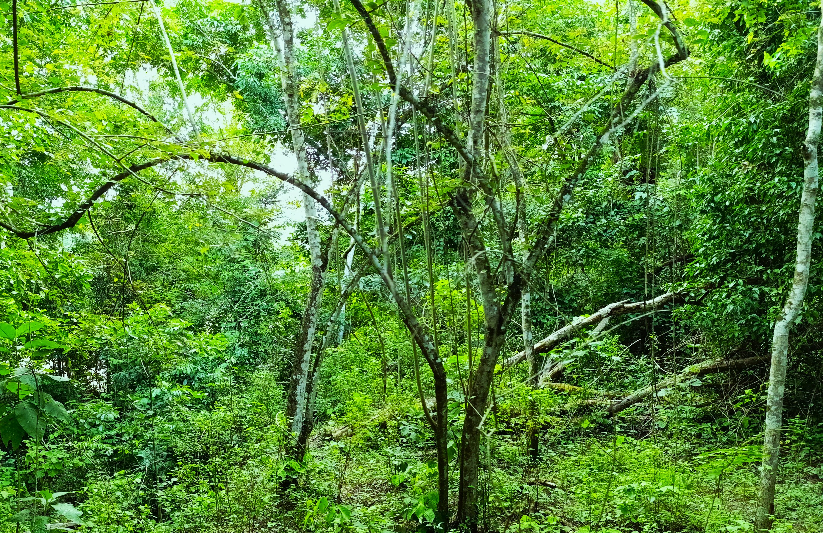 Finca en Venta, Ebejicó, Antioquia - 4