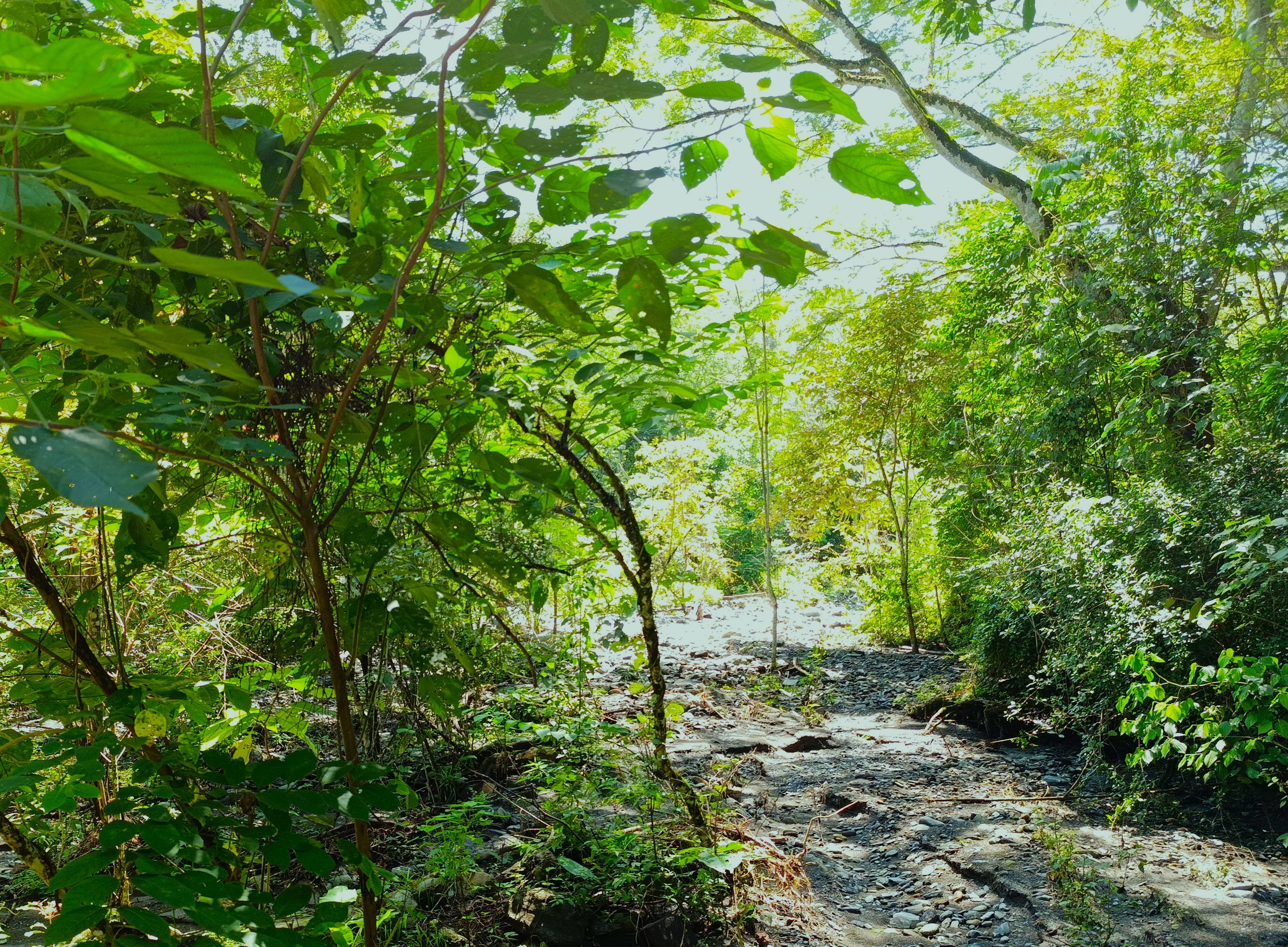 Finca en Venta, Ebejicó, Antioquia - 3