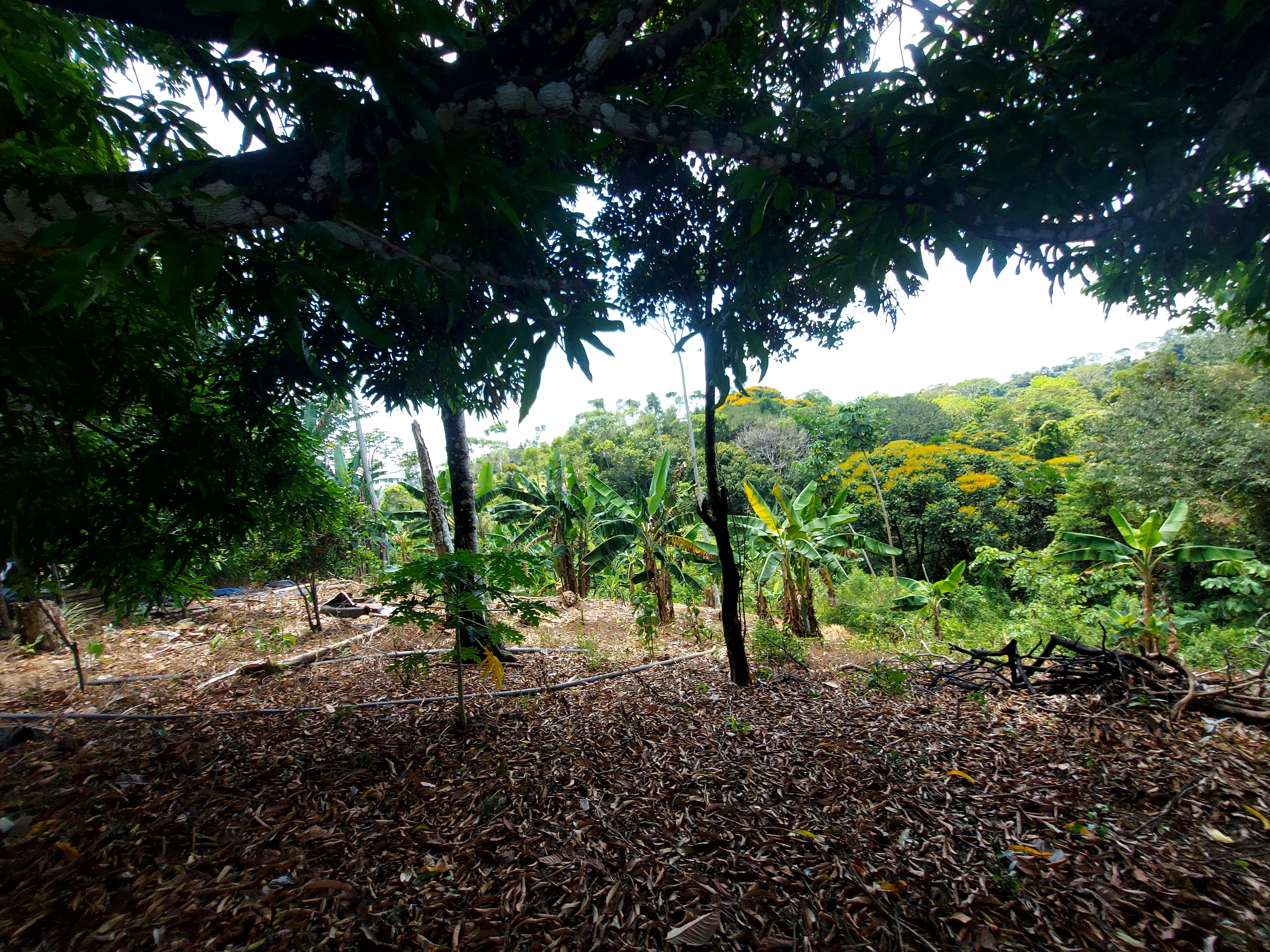 Finca en Venta - Sonsón, Antioquia - 4