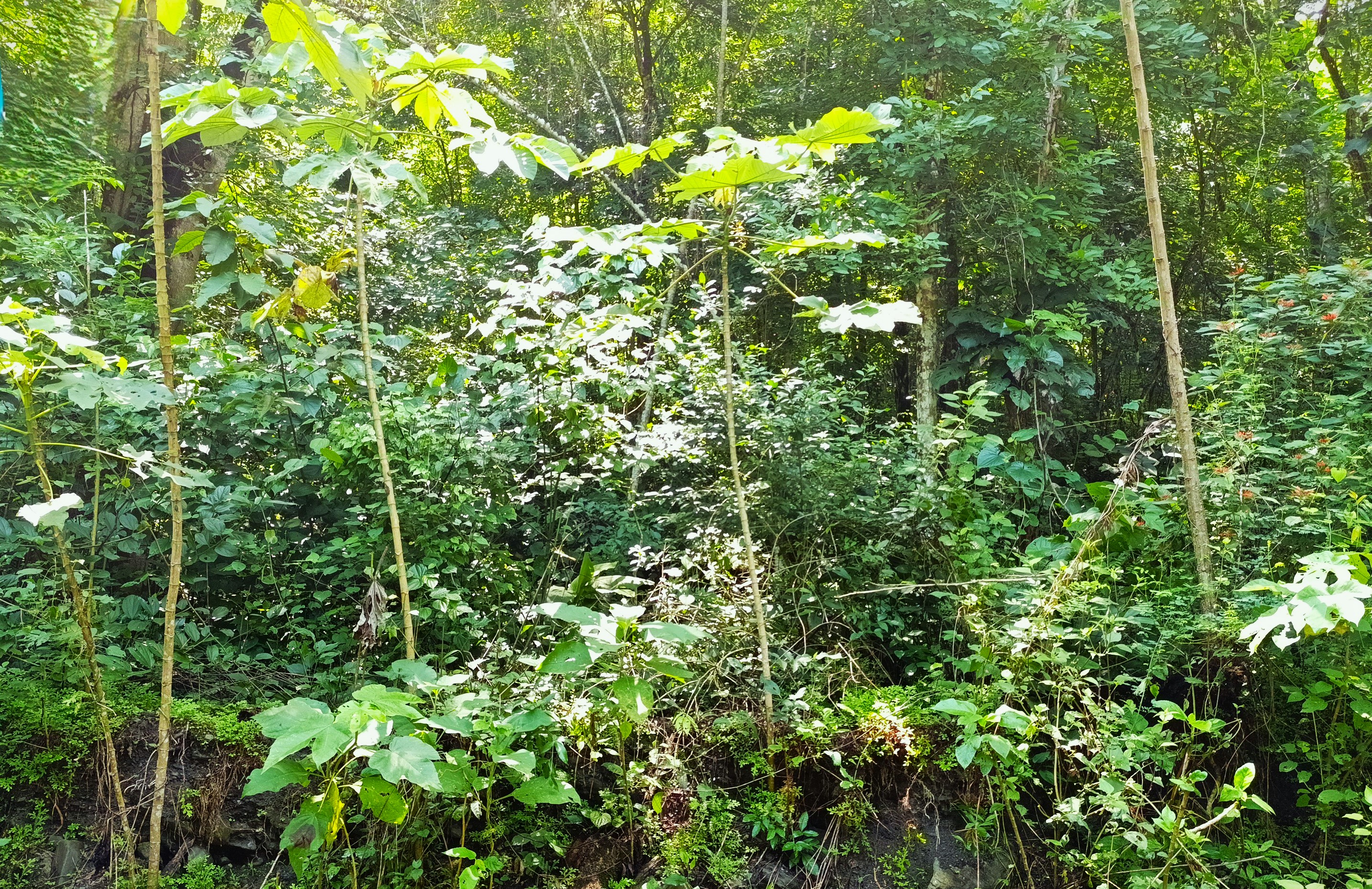 Finca en Venta, Ebejicó, Antioquia - 3