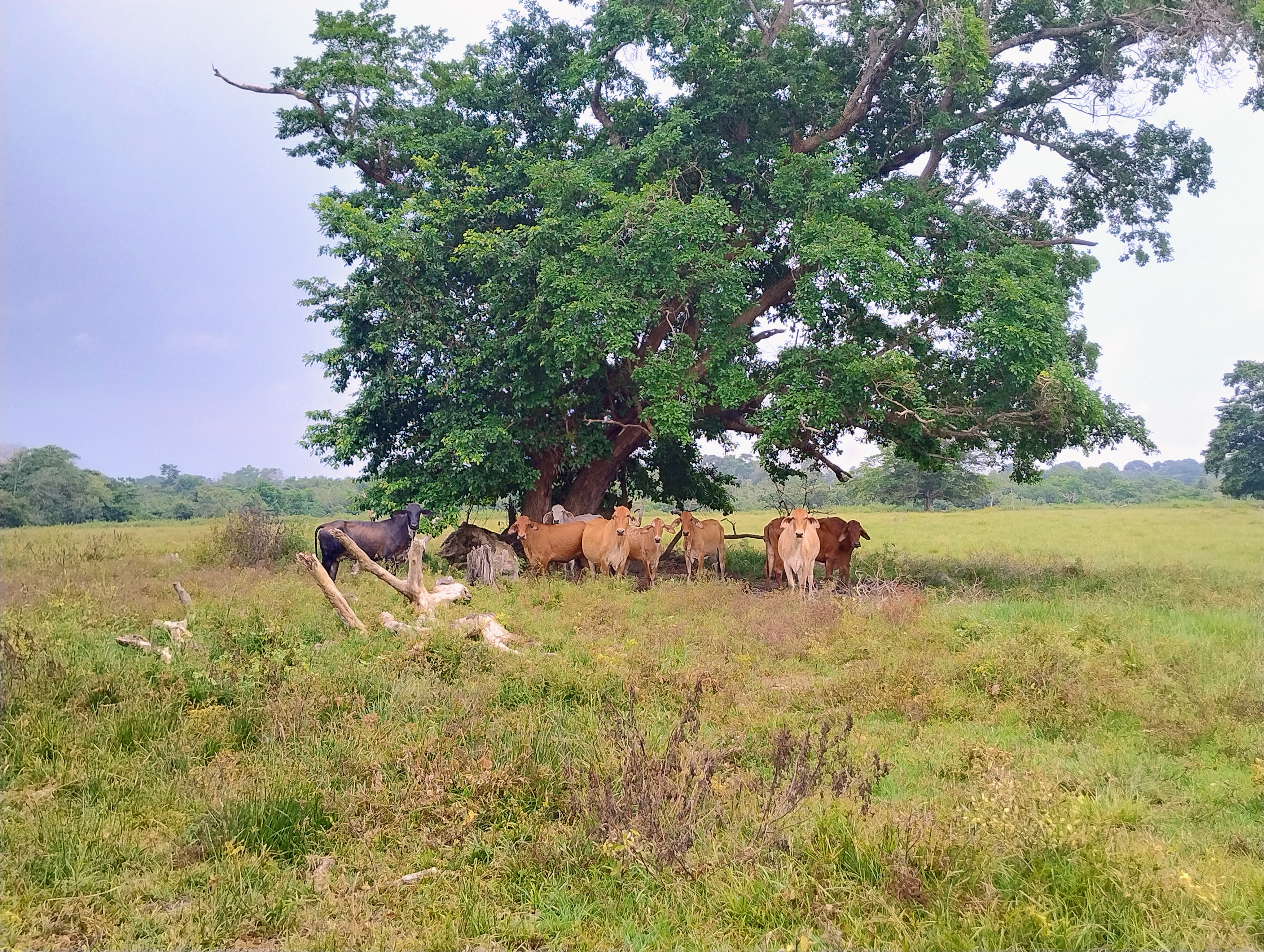 Lote en Venta - Córdoba, Buenavista