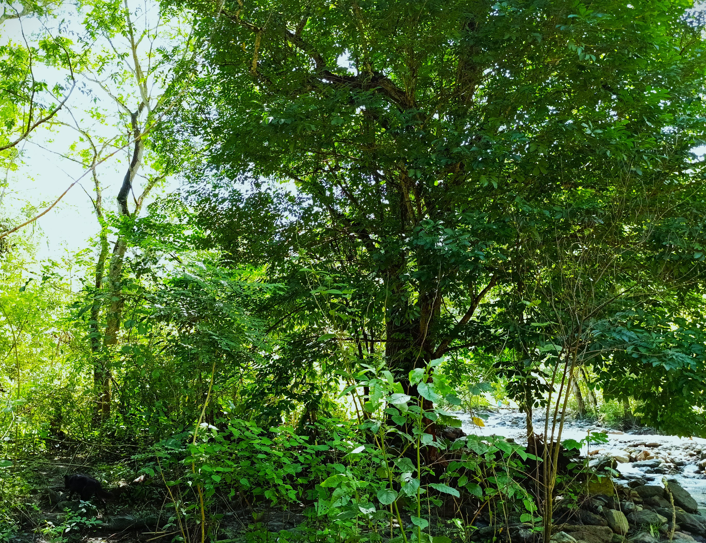 Finca en Venta, Ebejicó, Antioquia - 5