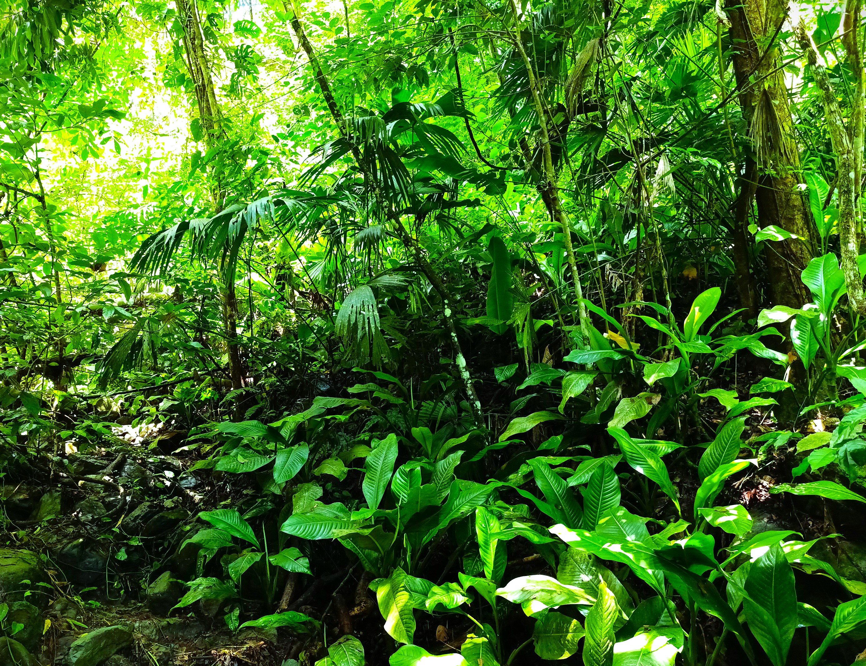 Finca en Venta, Ebejicó, Antioquia - 7