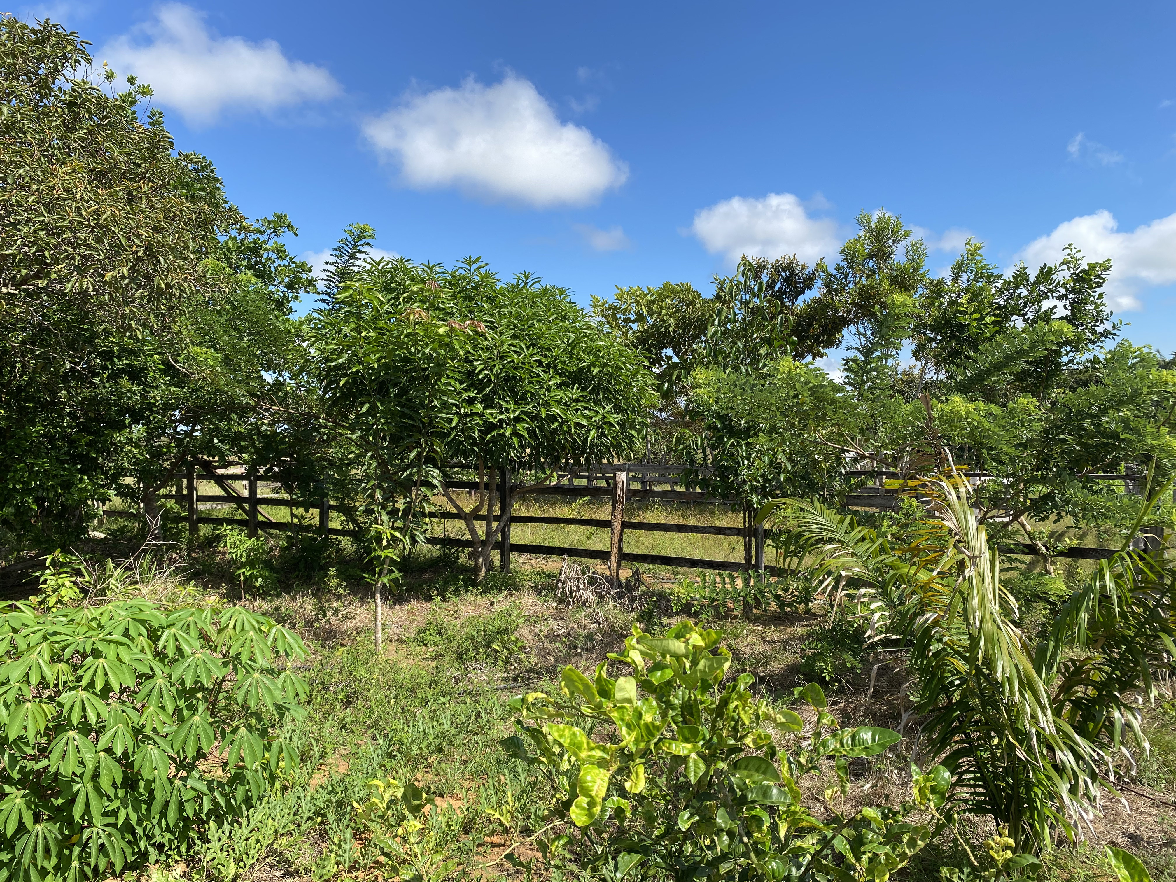 FINCA en Gestion - CUMARIBO, VICHADA - 2