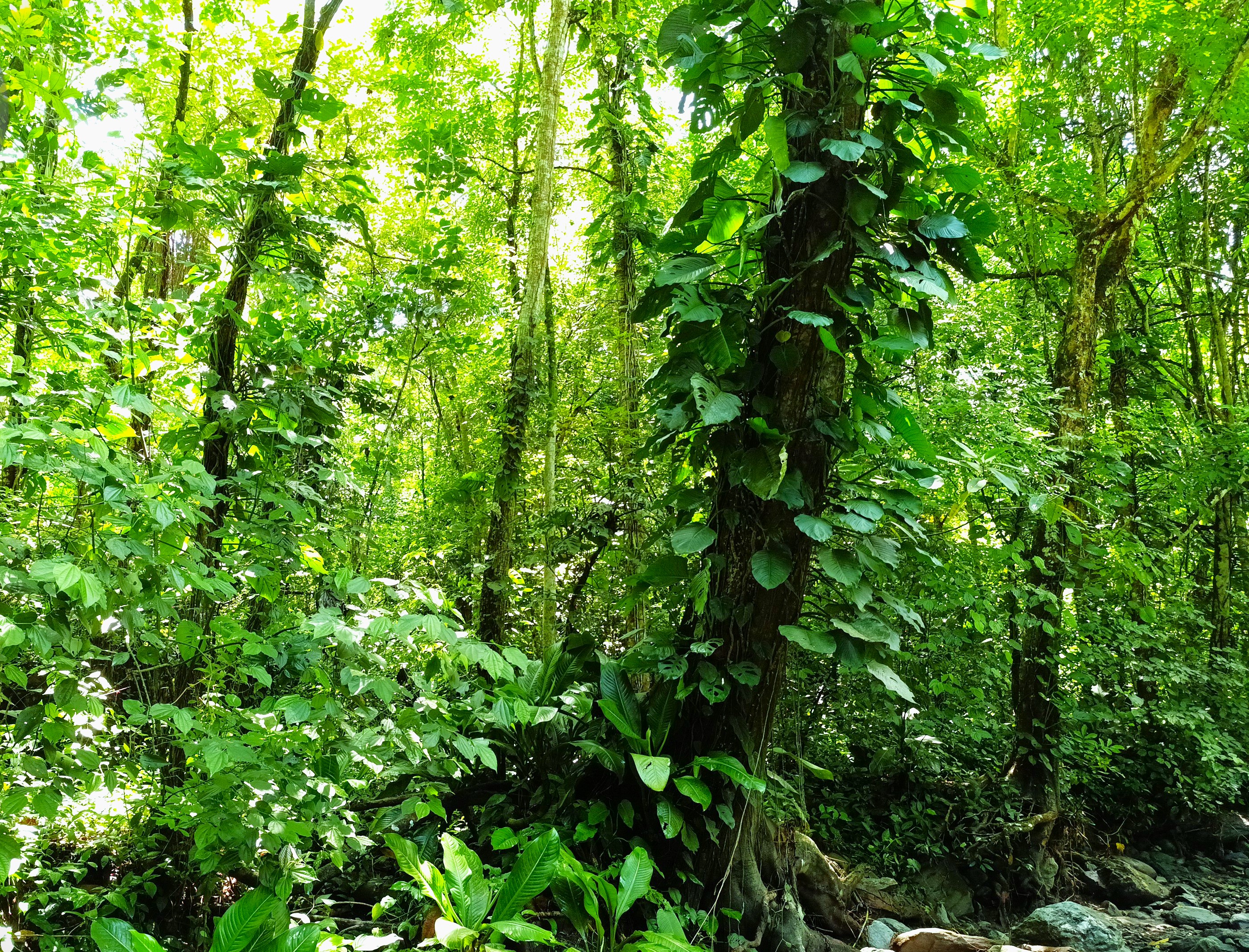 Finca en Venta, Ebejicó, Antioquia - 4