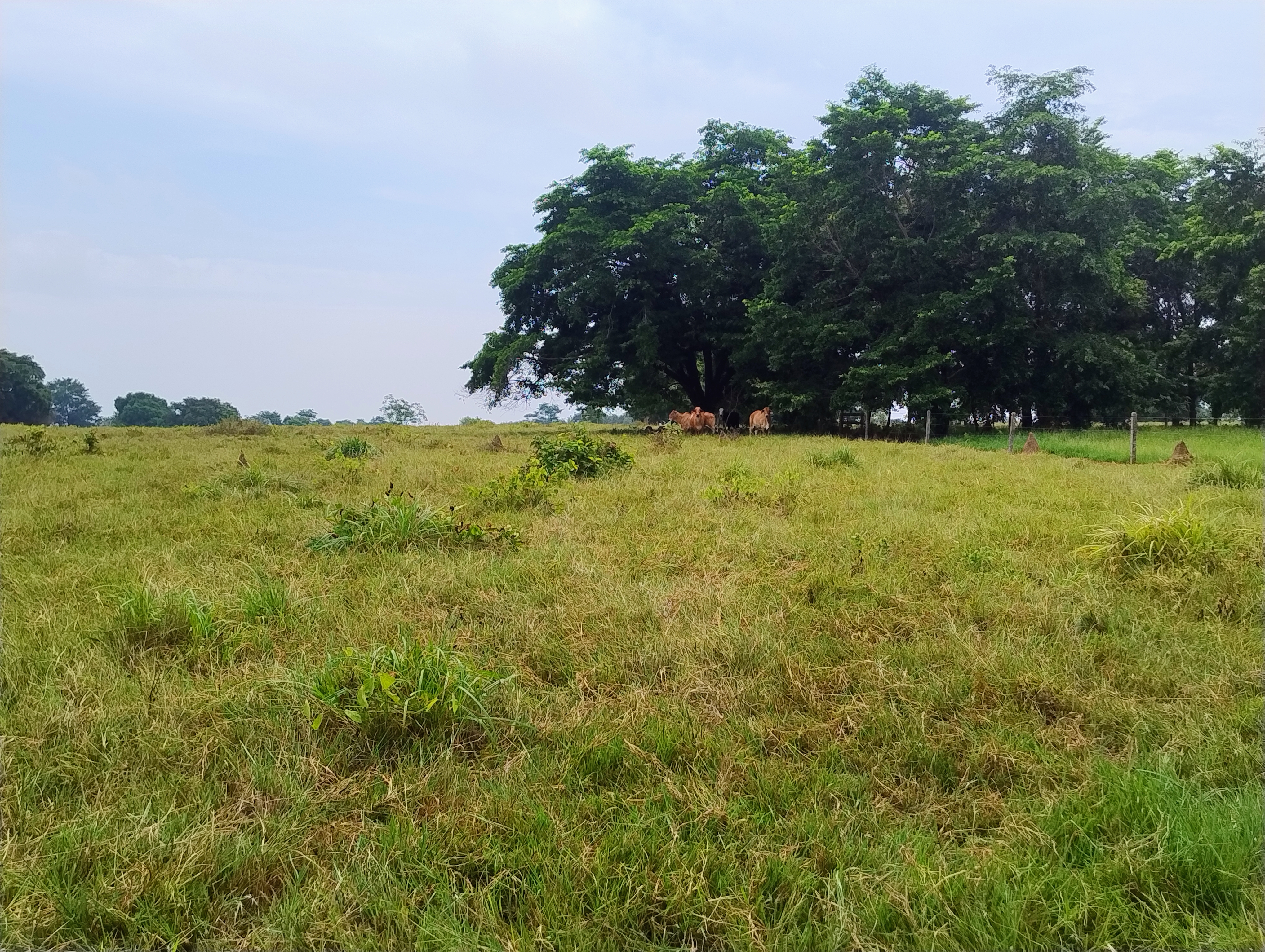 Lote en Venta - Córdoba, Buenavista - 4