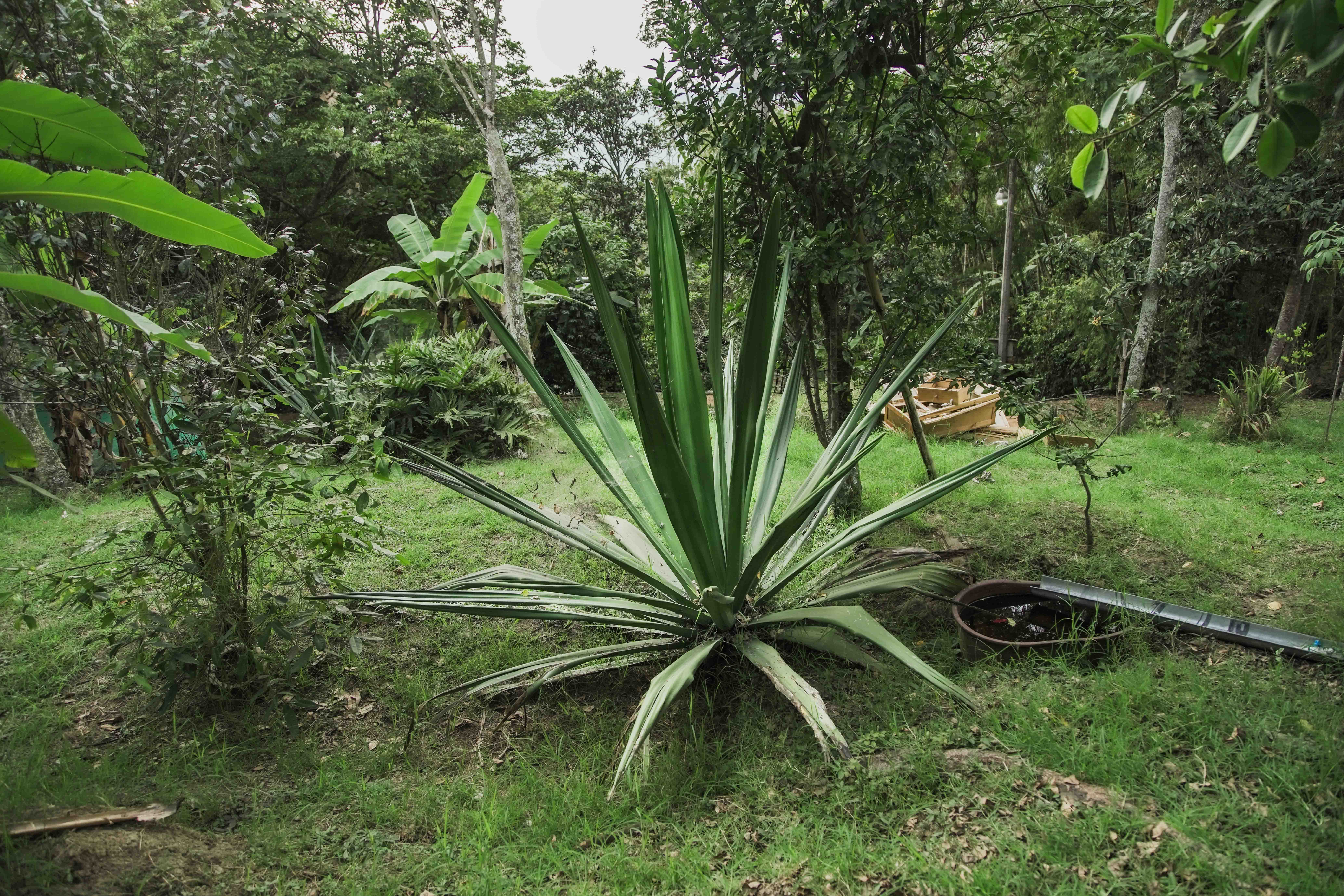 Finca en venta - Fusagasuga, Cundinamarca - 11