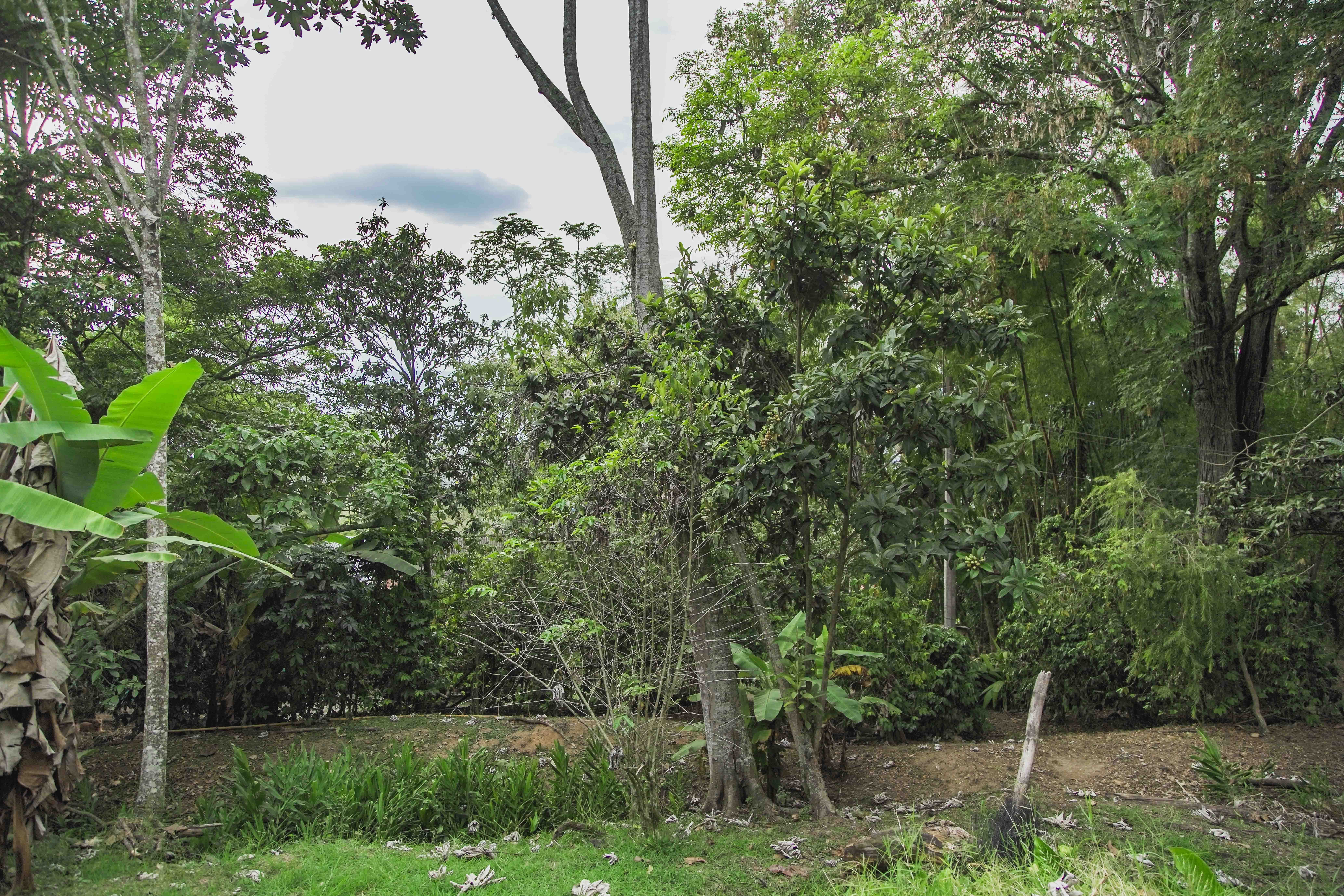 Finca en venta - Fusagasuga, Cundinamarca - 13