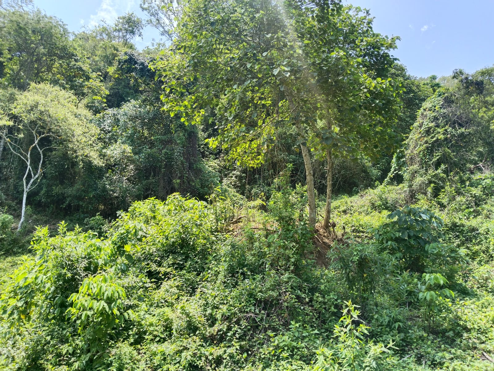 Finca - Ebéjico, Antioquia - 2