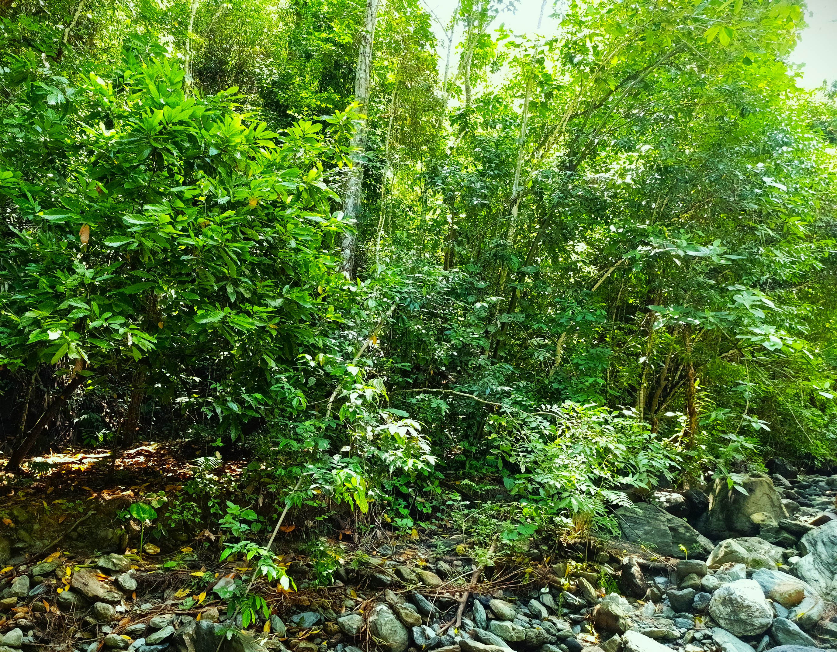 Finca en Venta, Ebejicó, Antioquia - 2