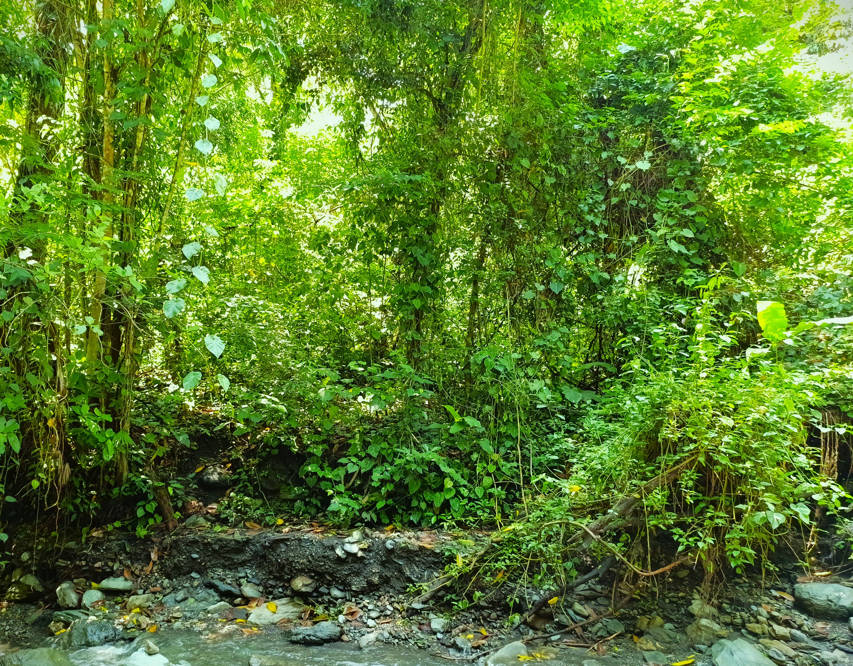 Finca en Venta, Ebejicó, Antioquia