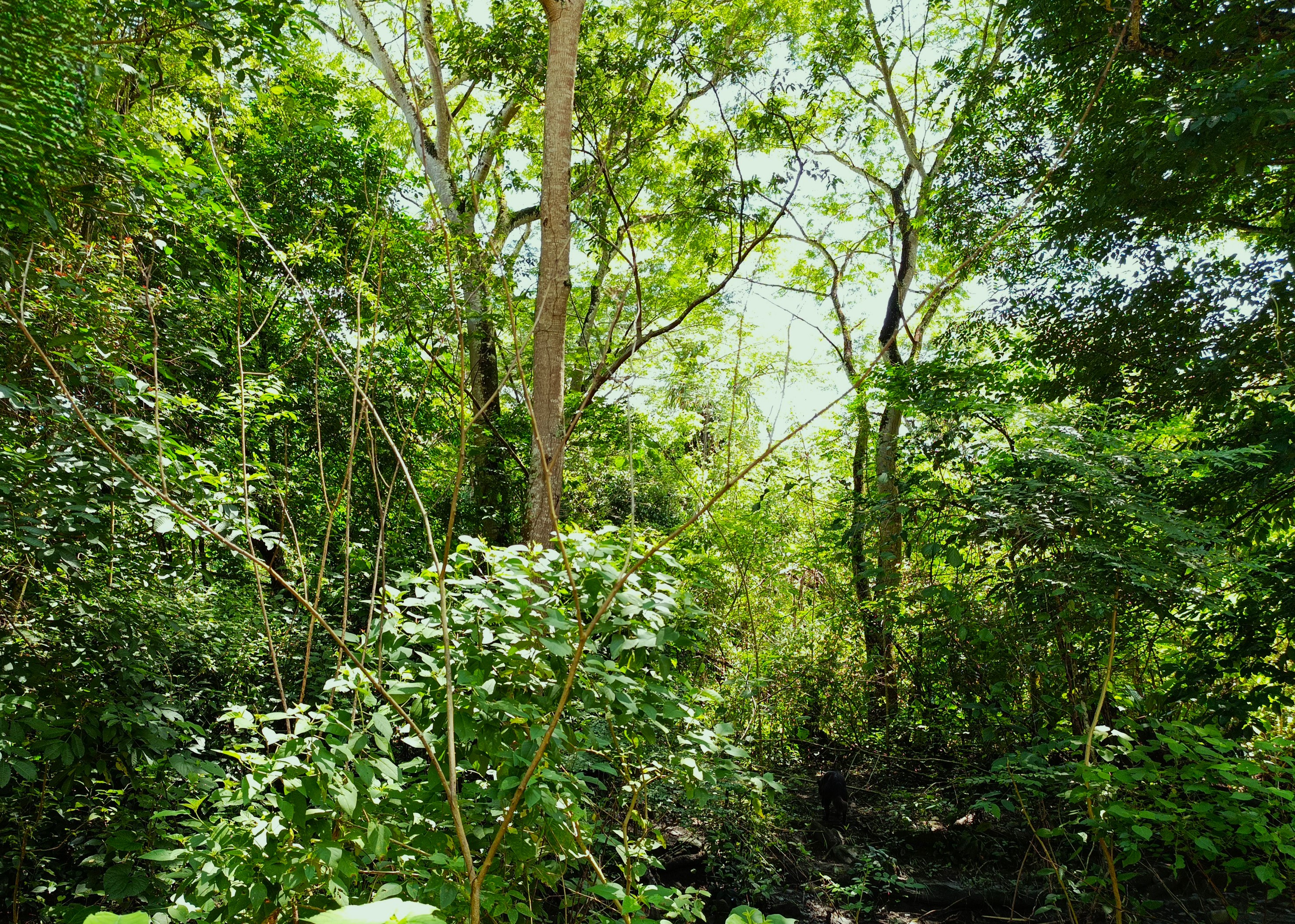 Finca en Venta, Ebejicó, Antioquia - 6