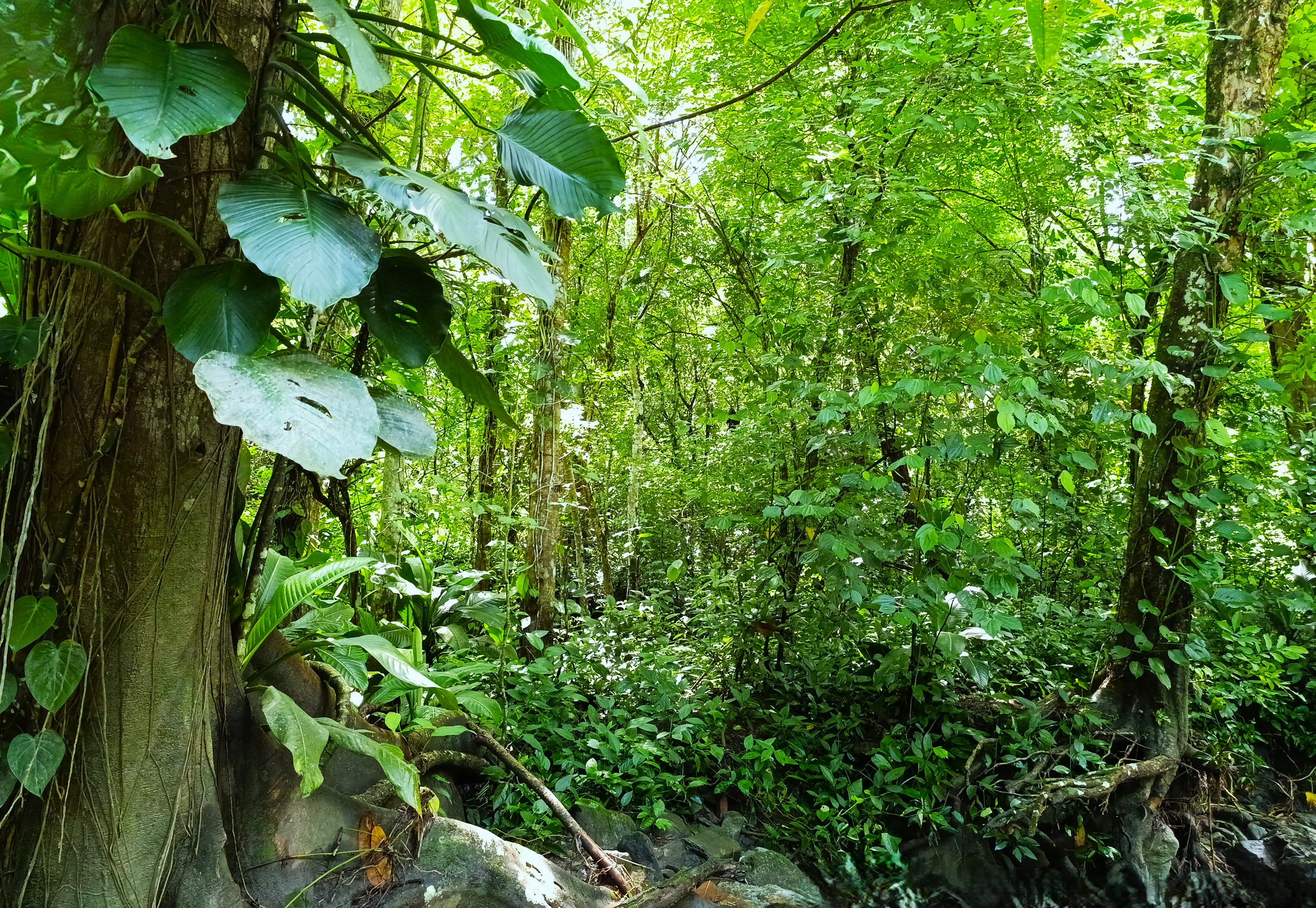 Finca en Venta, Ebejicó, Antioquia - 2