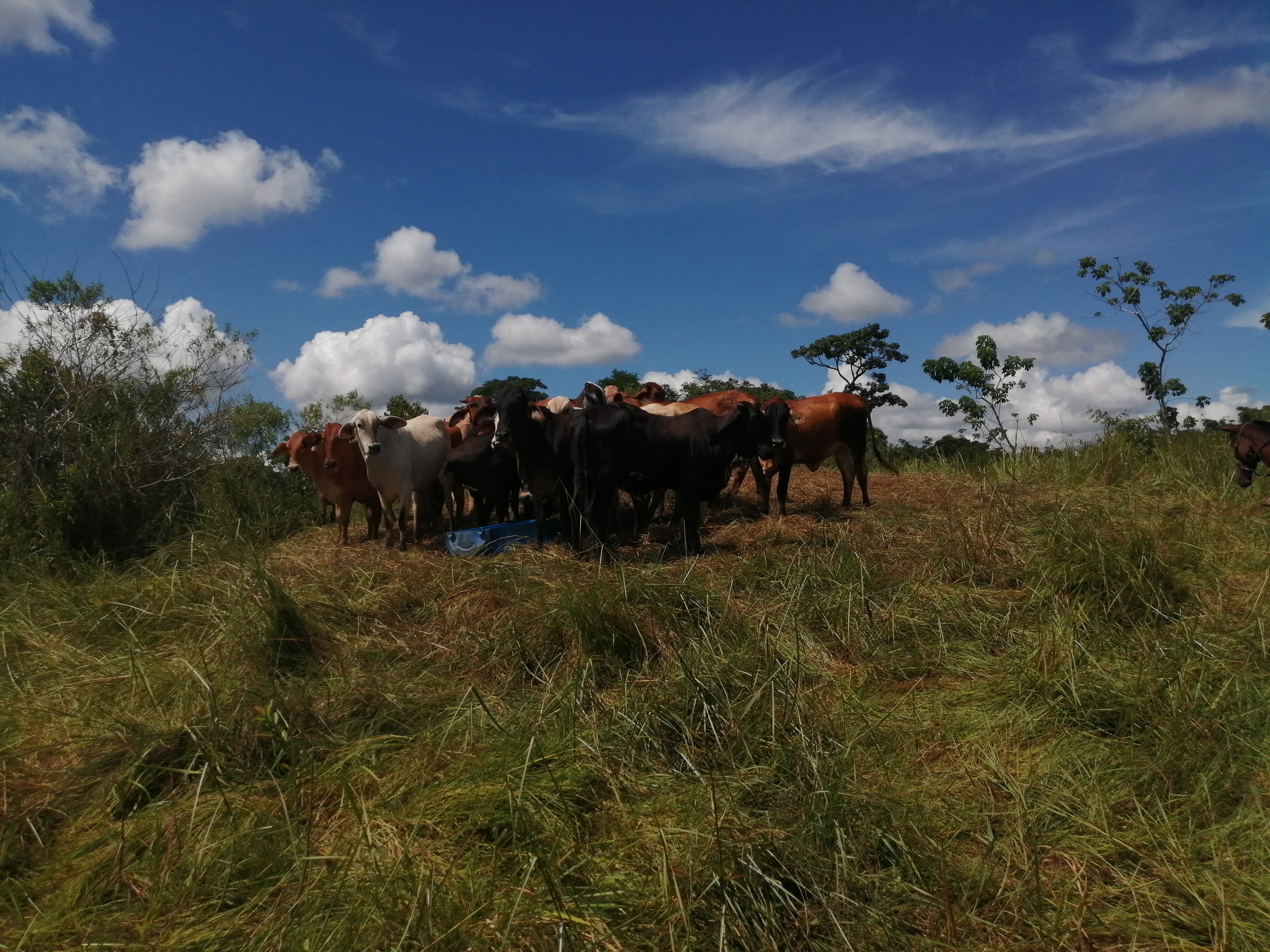 Finca en Venta - Taraza, Antioquia - 9