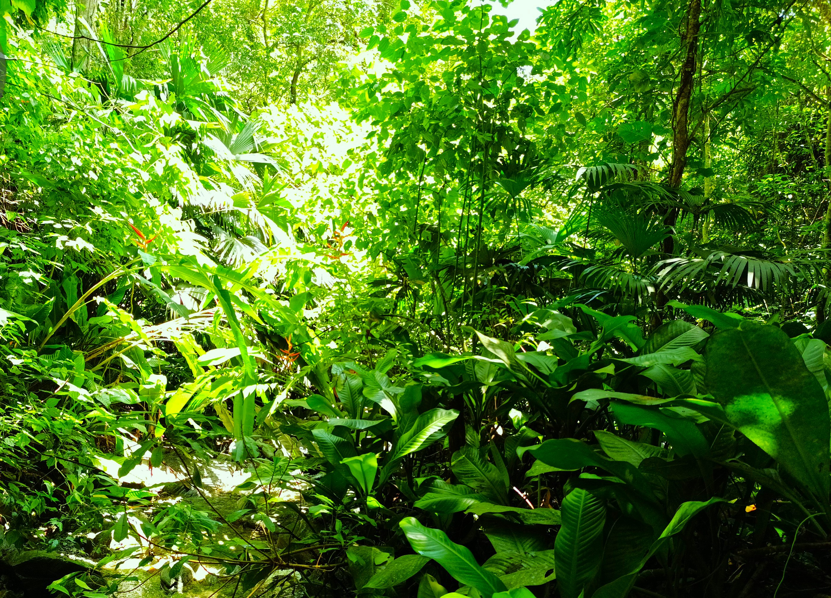 Finca en Venta, Ebejicó, Antioquia - 5