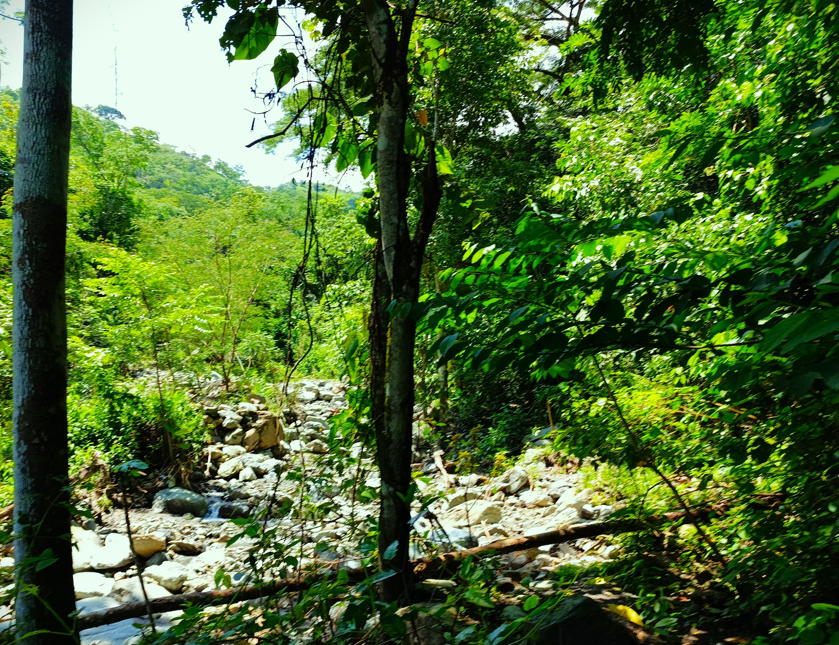 Finca en Venta, Ebejicó, Antioquia - 6