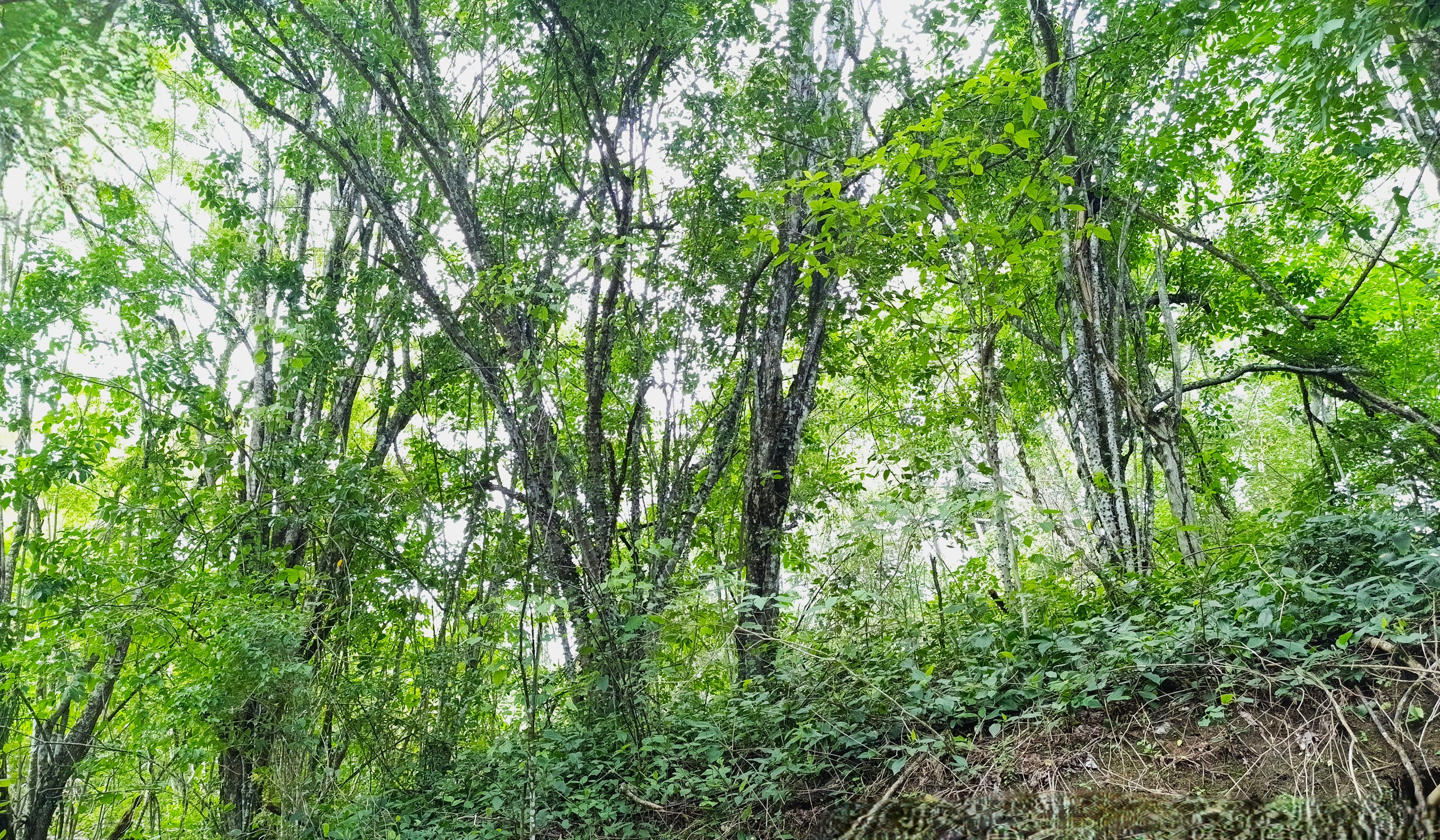 Finca en Venta, Ebejicó, Antioquia - 4